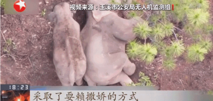 云南北迁离群公象被麻醉后送回西双版纳老家，全程VIP待遇已放归自然