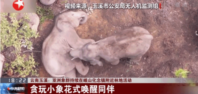 云南北迁离群公象被麻醉后送回西双版纳老家，全程VIP待遇已放归自然