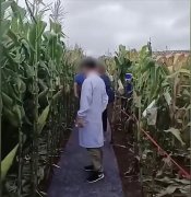 快评|专家脚踩地毯观察玉米，田间地头不