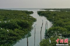 广西北海金海湾红树林 “海上森林”白鹭